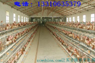 鸡笼厂，山东五莲鸡笼子厂，蛋鸡笼，肉鸡笼