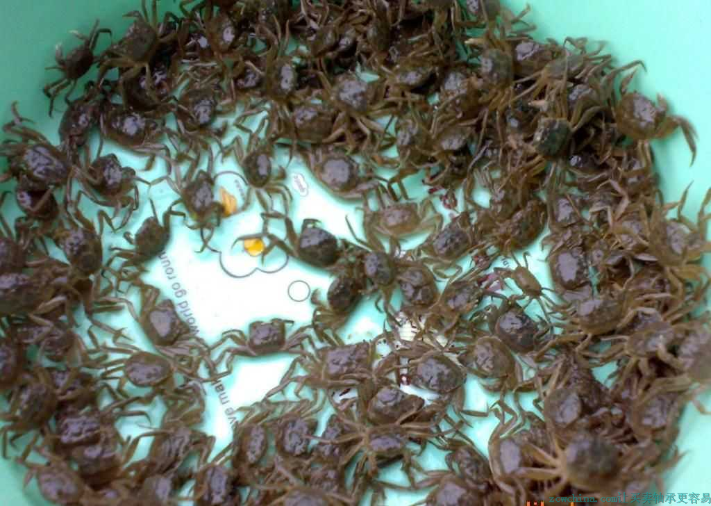 蟹苗养殖|长江口蟹苗|蟹苗繁育|河蟹蟹苗