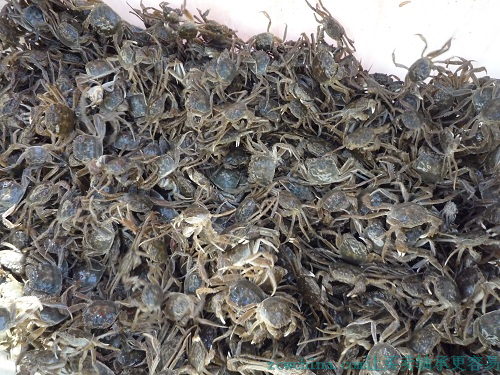 最新幼蟹苗136-8185-2708长江口幼蟹苗