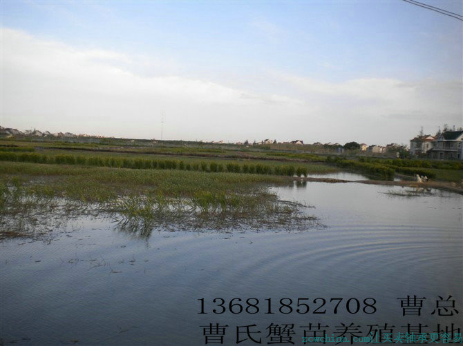 崇明蟹苗供应|蟹苗繁育136-8185-2708|毛蟹苗价格|